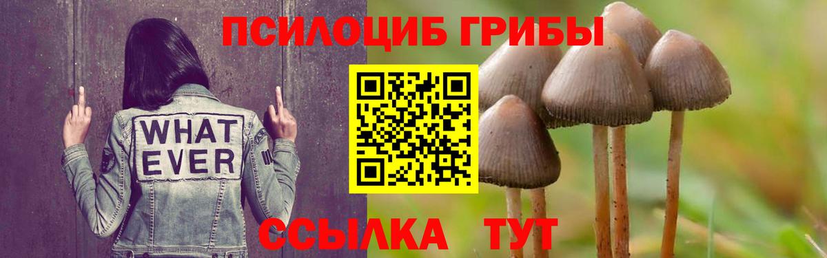 Красноармейск  Псилоцибиновые грибы прущие грибы  Вход с VPN 
